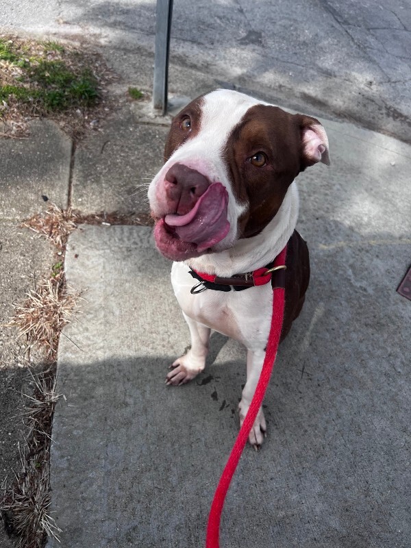 View Night the Dog Photo #2