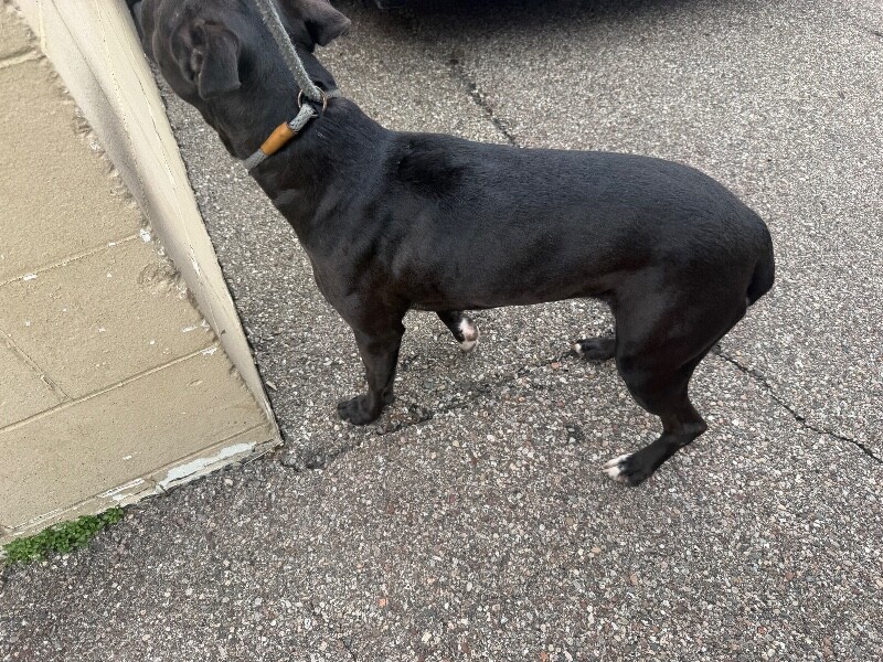 View Flower Pot the Dog Photo #3