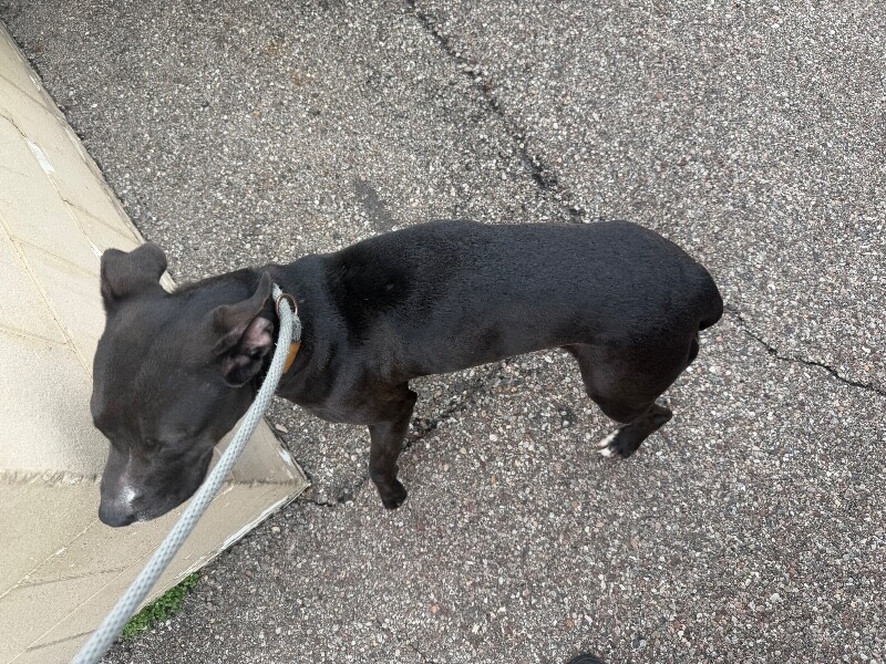 View Flower Pot the Dog Photo #2