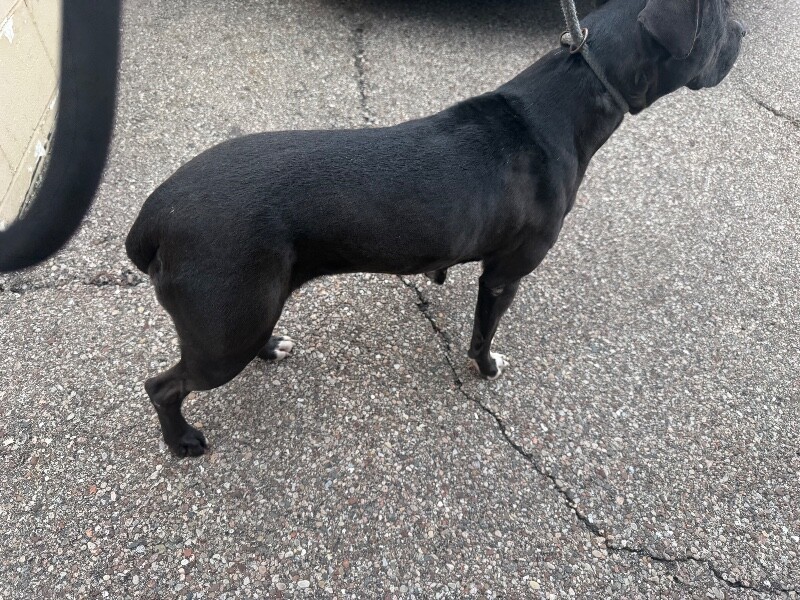 View Flower Pot the Dog Photo #4