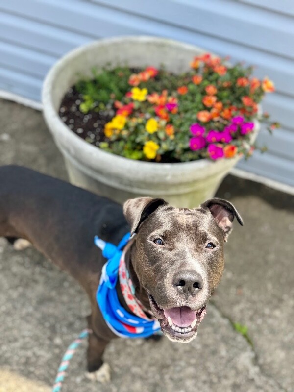 View Flower Pot the Dog Photo #18