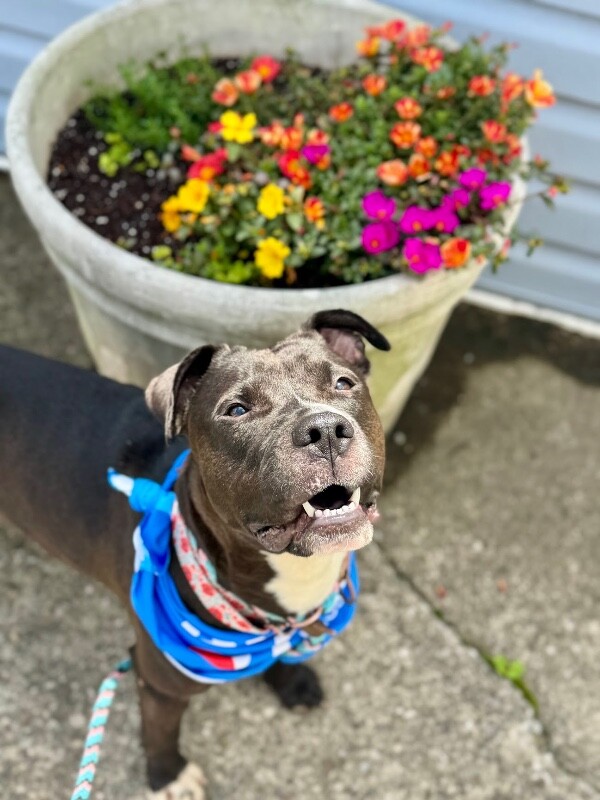 View Flower Pot the Dog Photo #14