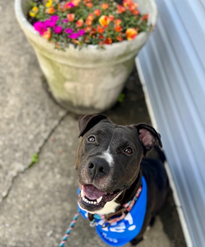 View Flower Pot the Dog Photo #12