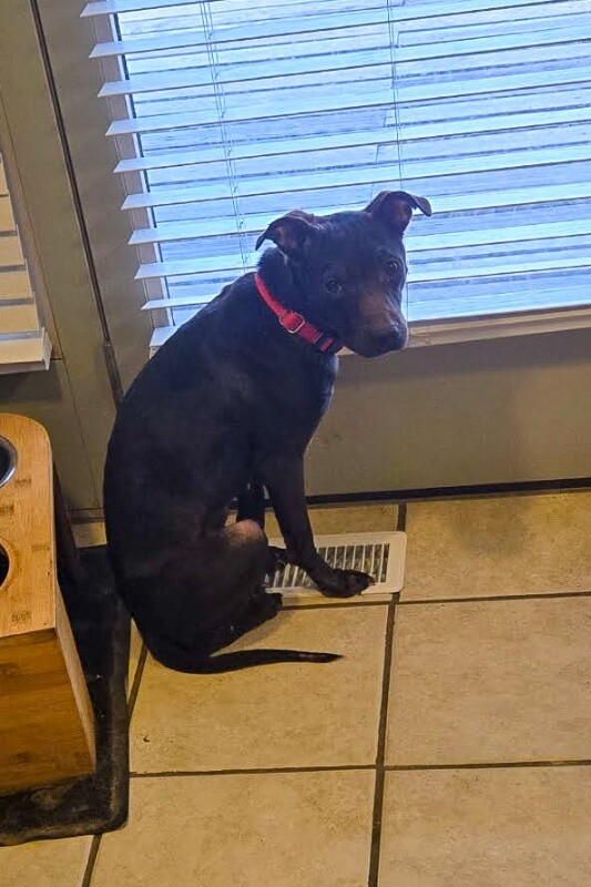 View Ant the Dog Photo #2