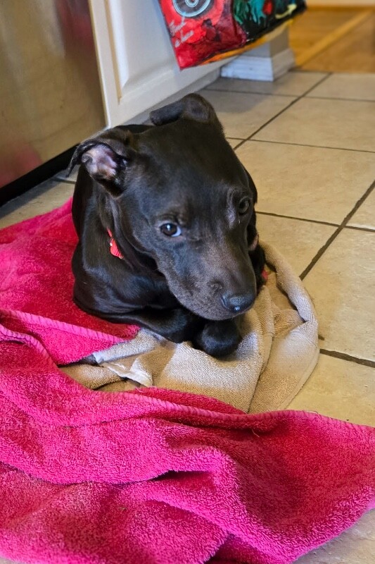 View Ant the Dog Photo #3