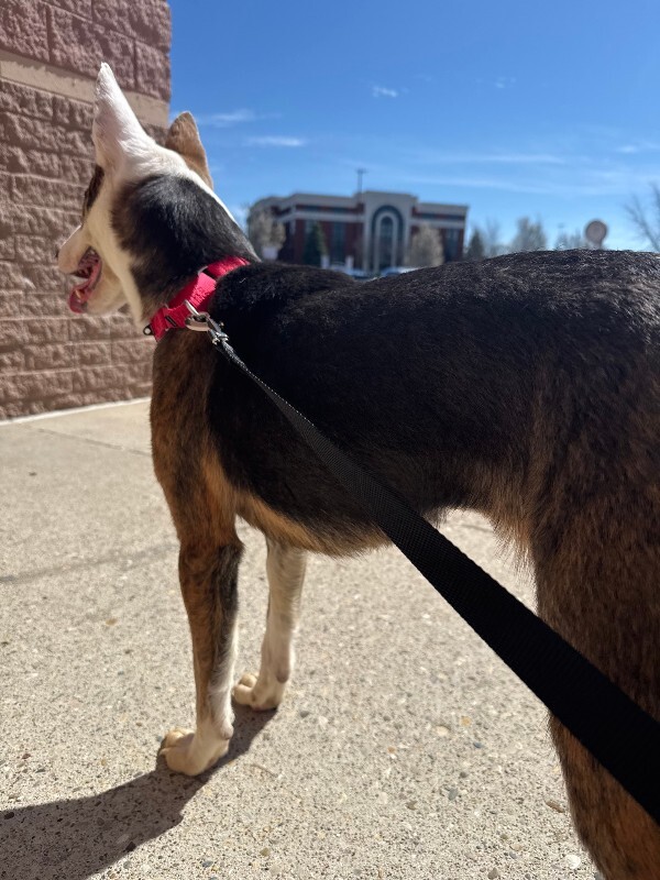 View Dawn the Dog Photo #9