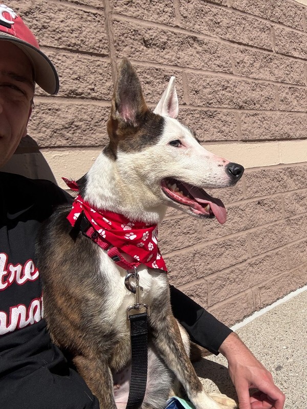 View Dawn the Dog Photo #3