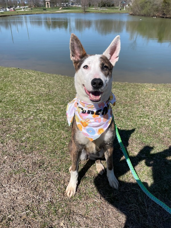 View Dawn the Dog Photo #2