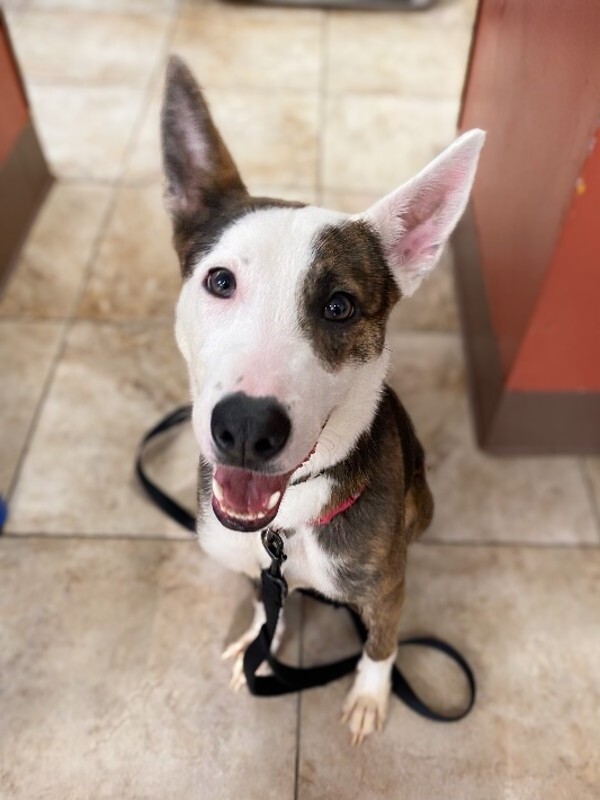 View Dawn the Dog Photo #5