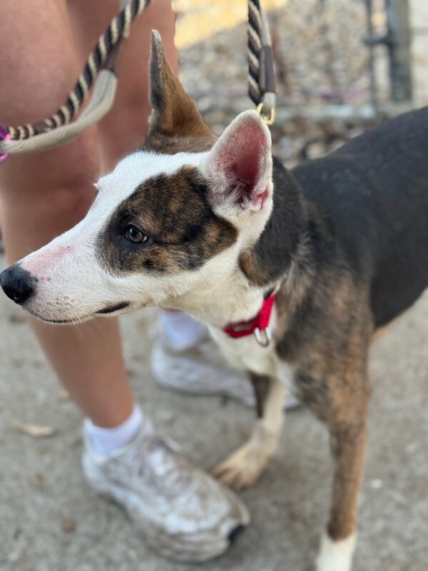 View Dawn the Dog Photo #6