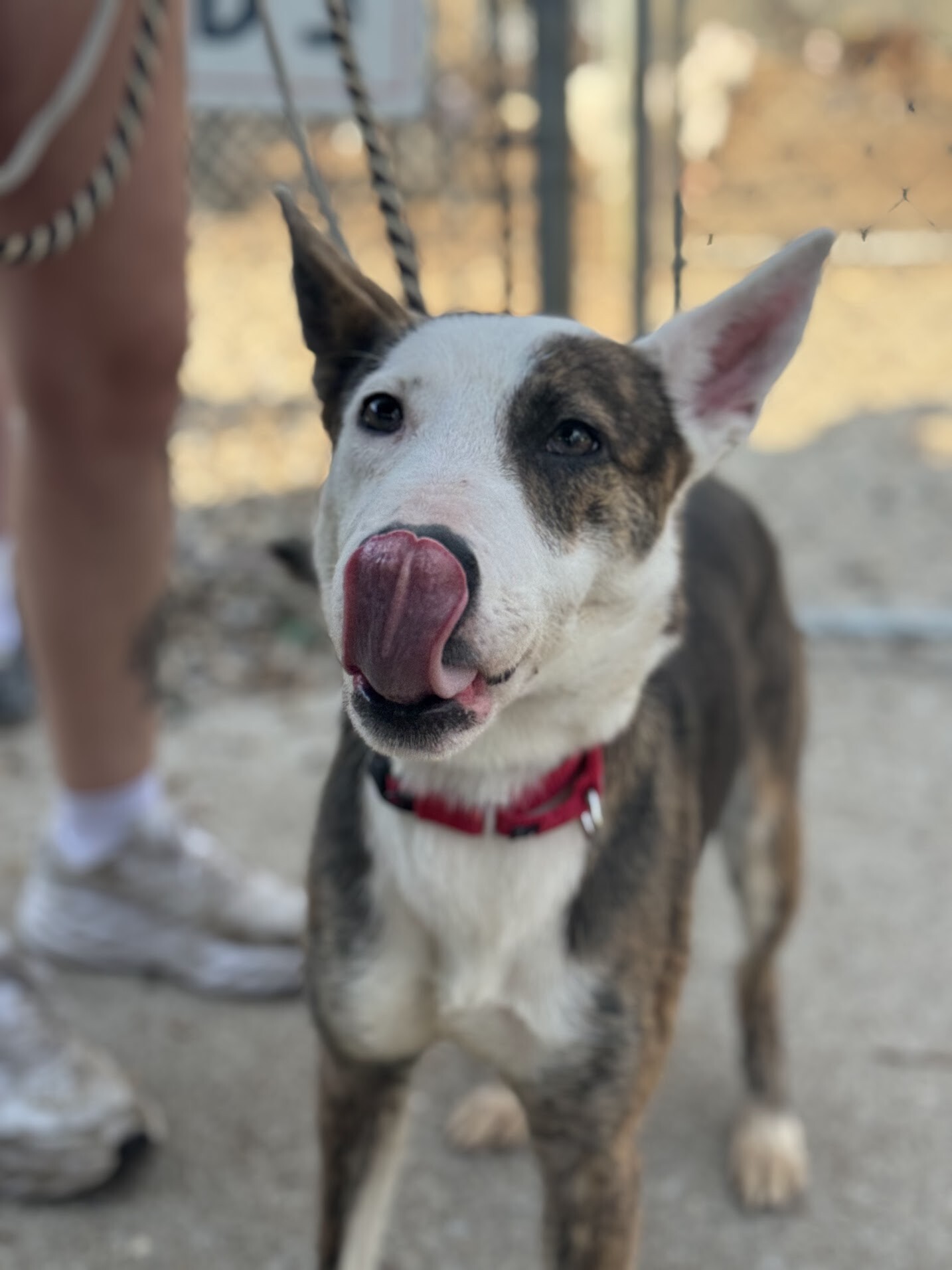 View Dawn the Dog Photo #7