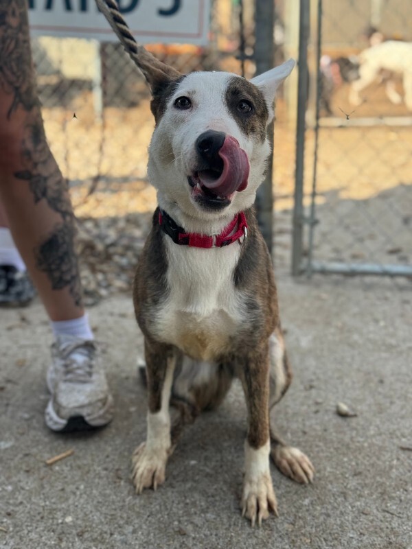 View Dawn the Dog Photo #10