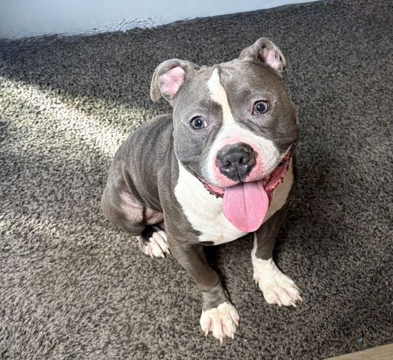 View Grub the Dog Photo #5