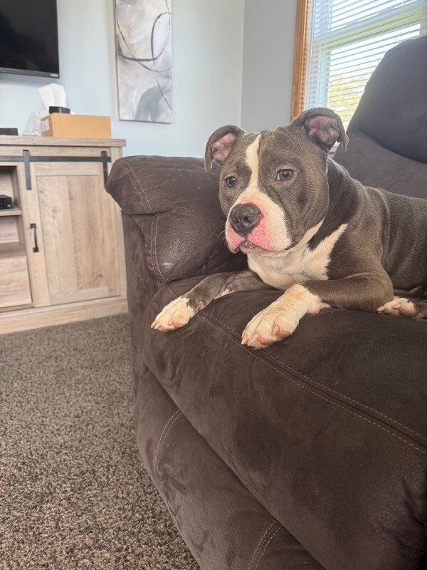 View Grub the Dog Photo #4