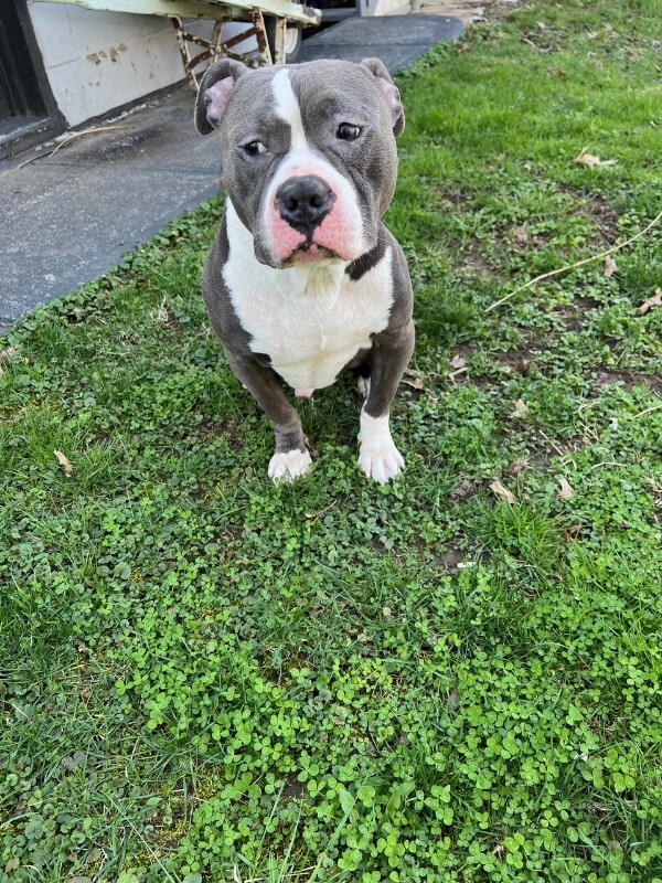 View Grub the Dog Photo #9