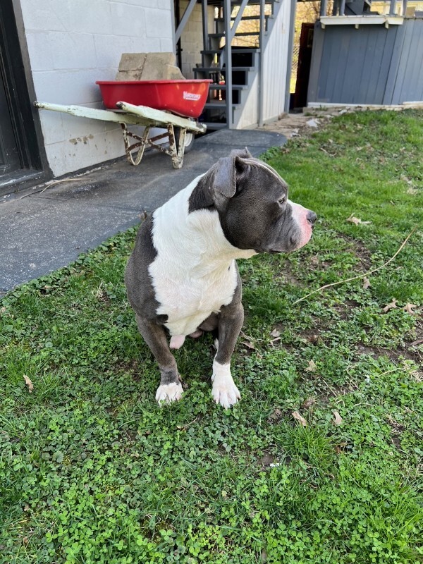 View Grub the Dog Photo #6