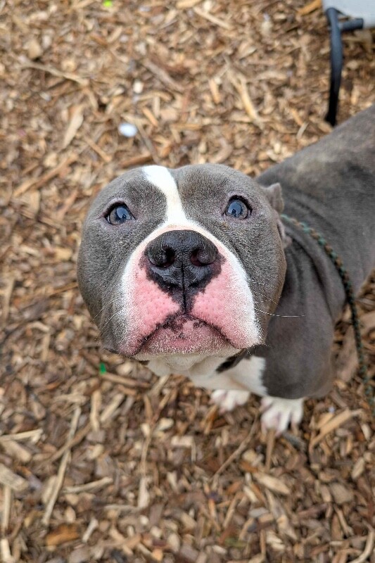 View Grub the Dog Photo #2