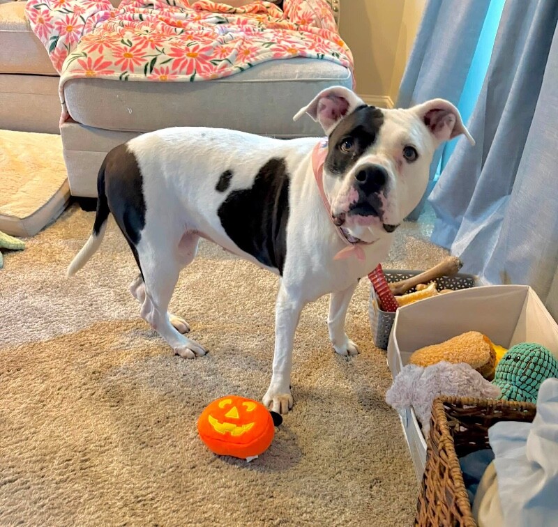 View Ariel the Dog Photo #3
