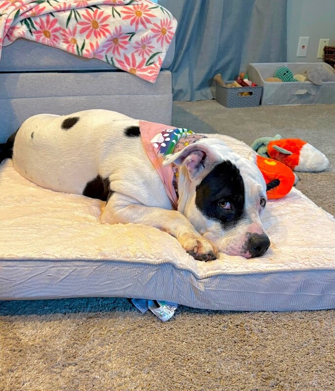 View Ariel the Dog Photo #4