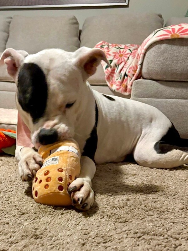 View Ariel the Dog Photo #18