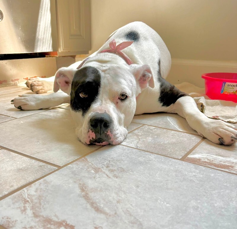 View Ariel the Dog Photo #20