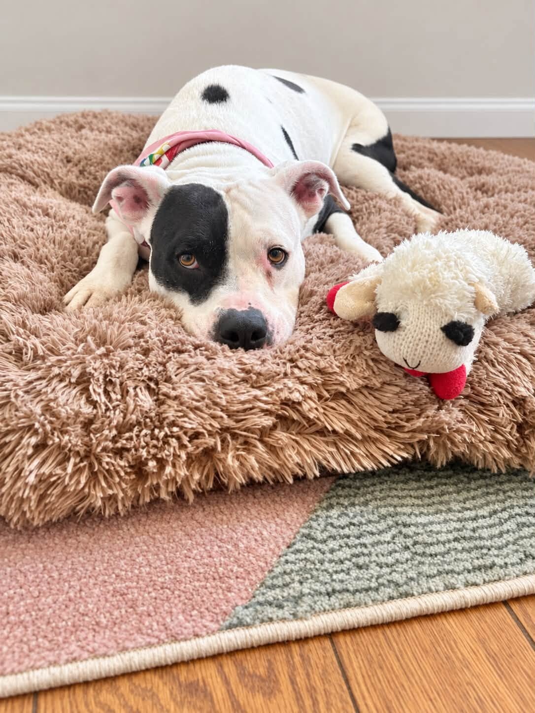 View Ariel the Dog Photo #19