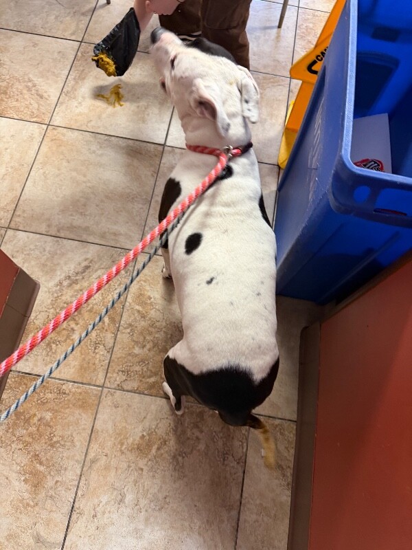 View Kilby the Dog Photo #4