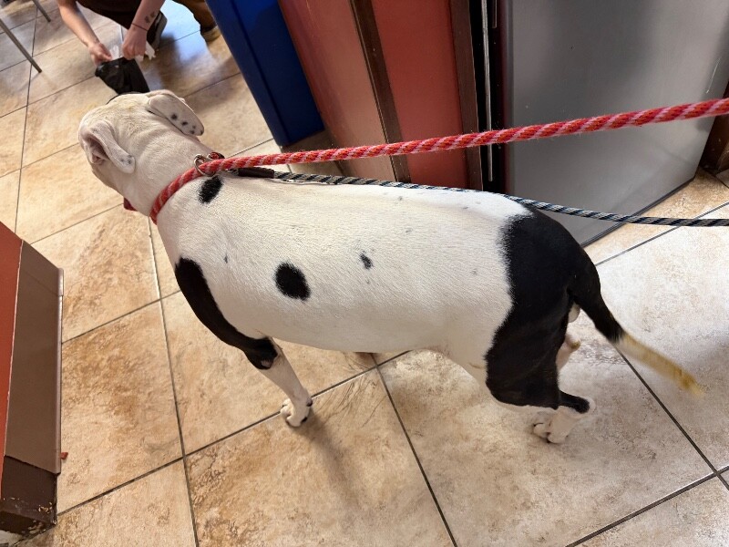 View Kilby the Dog Photo #2