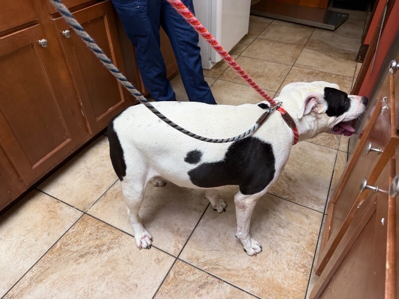 View Kilby the Dog Photo #3