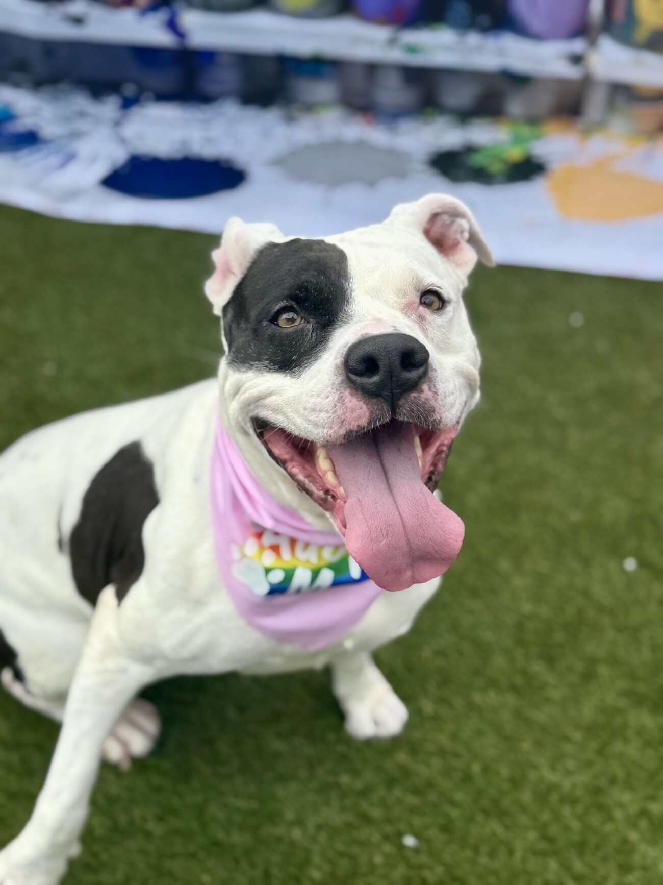 View Ariel the Dog Photo #20