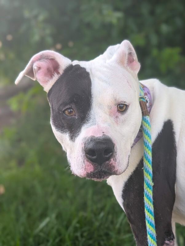 Learn More About Kilby Kilby - Dog