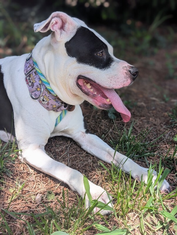 View Kilby the Dog Photo #8