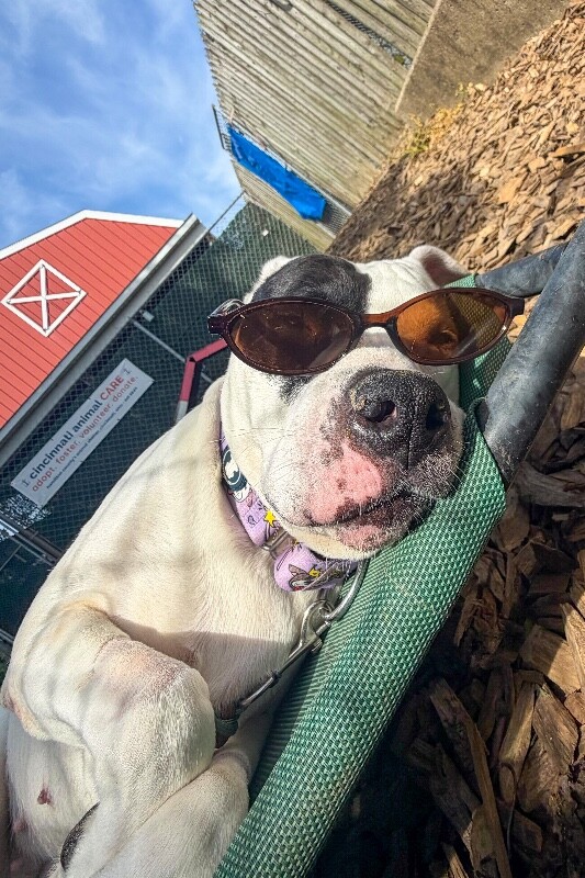 Kilby - Dog