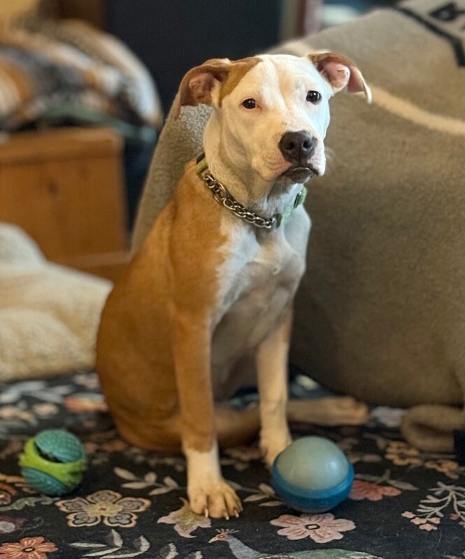 View Sophie the Dog Photo #3