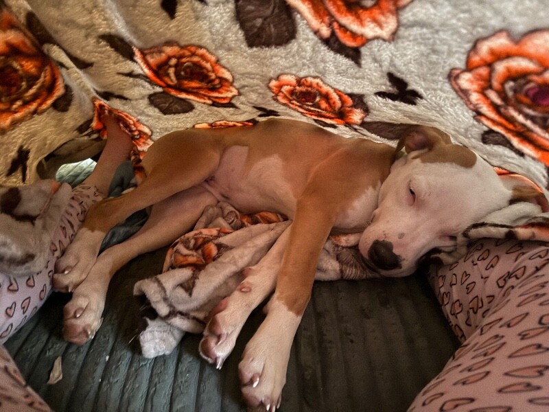 View Sophie the Dog Photo #4