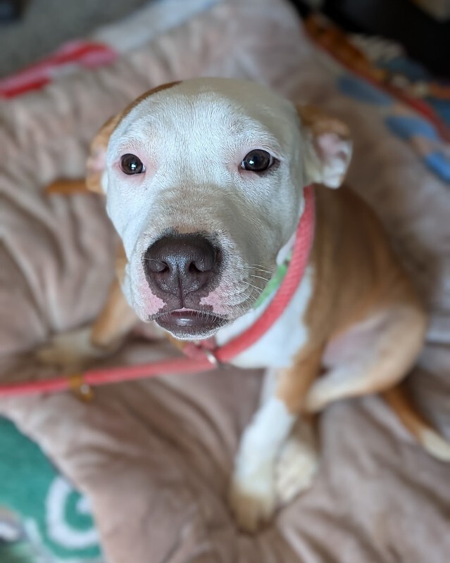 View Sophie the Dog Photo #5