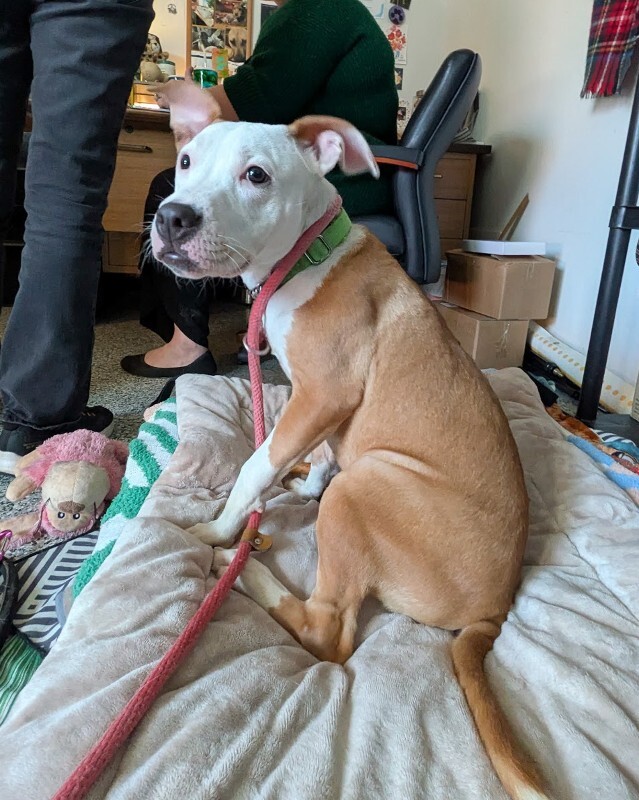 View Sophie the Dog Photo #2