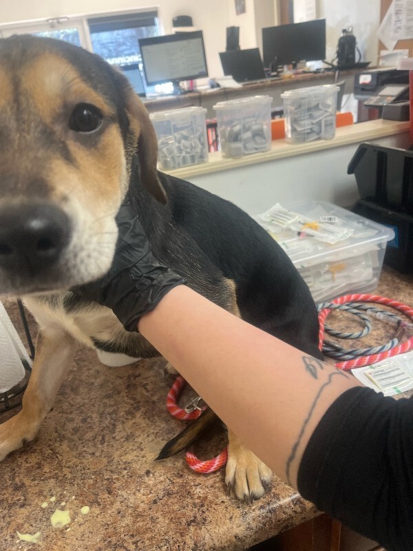 View Hammerhead  Shark the Dog Photo #2