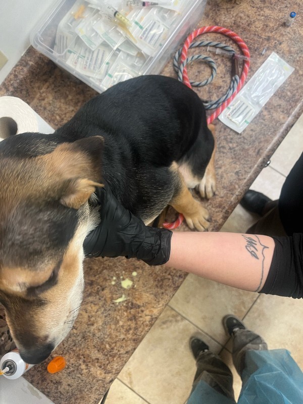 View Hammerhead  Shark the Dog Photo #4