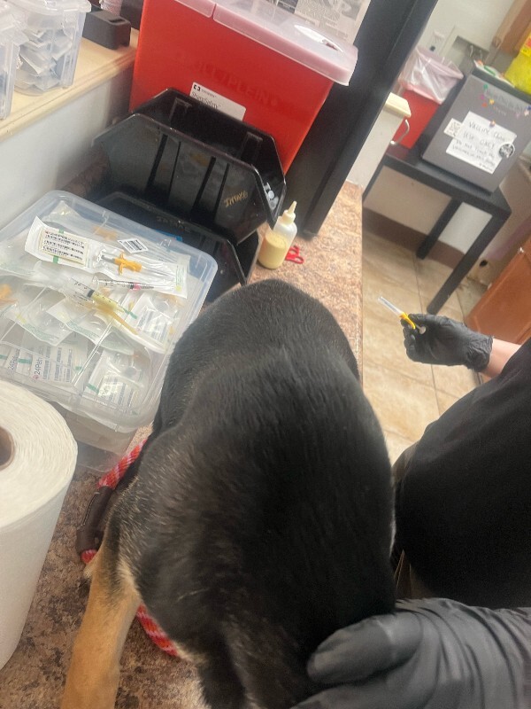 View Hammerhead  Shark the Dog Photo #3