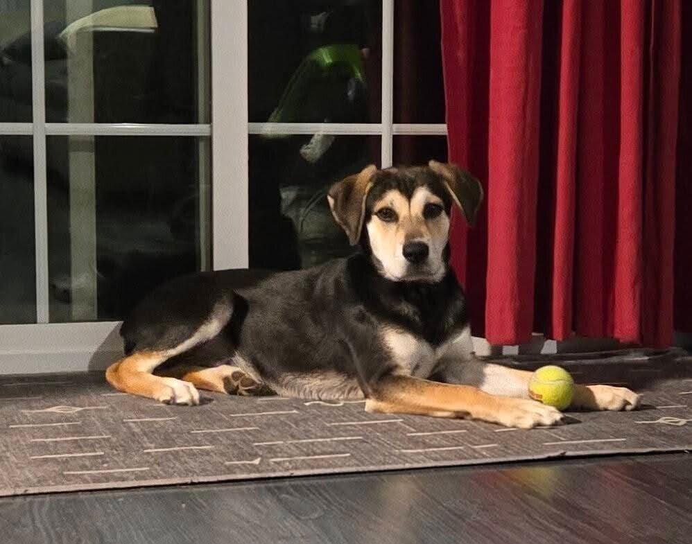 View Great White Shark the Dog Photo #2