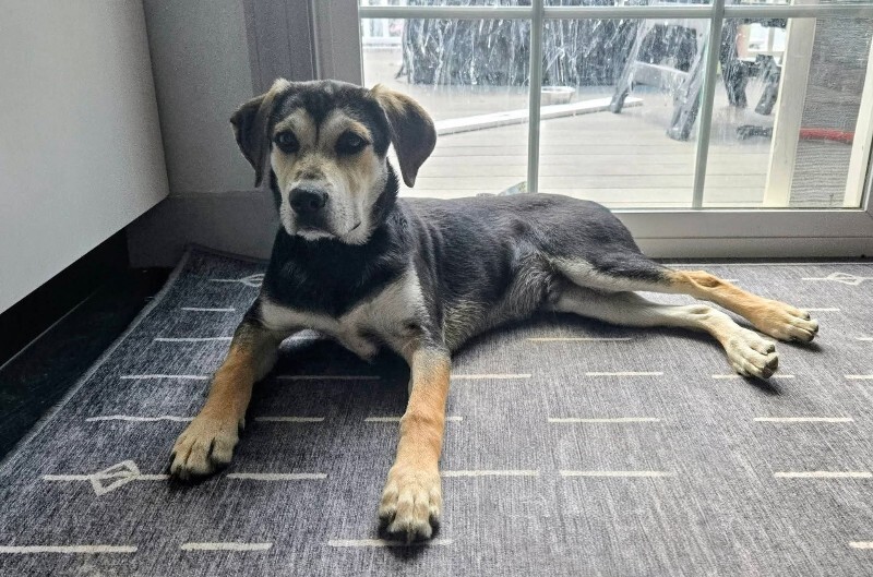 View Great White Shark the Dog Photo #5