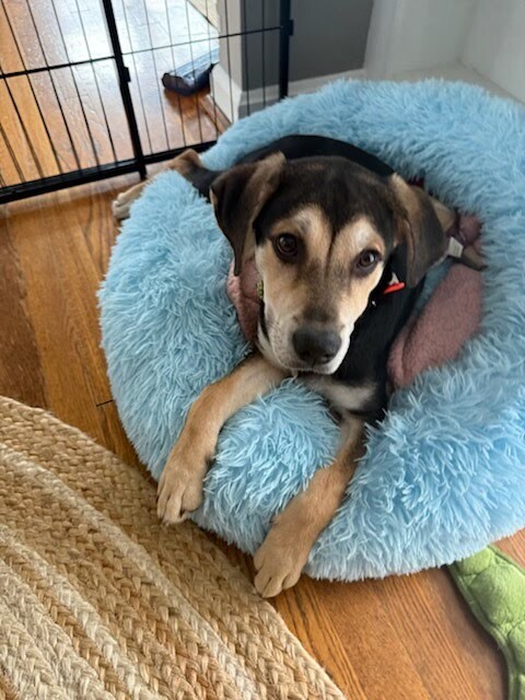 View Great White Shark the Dog Photo #4