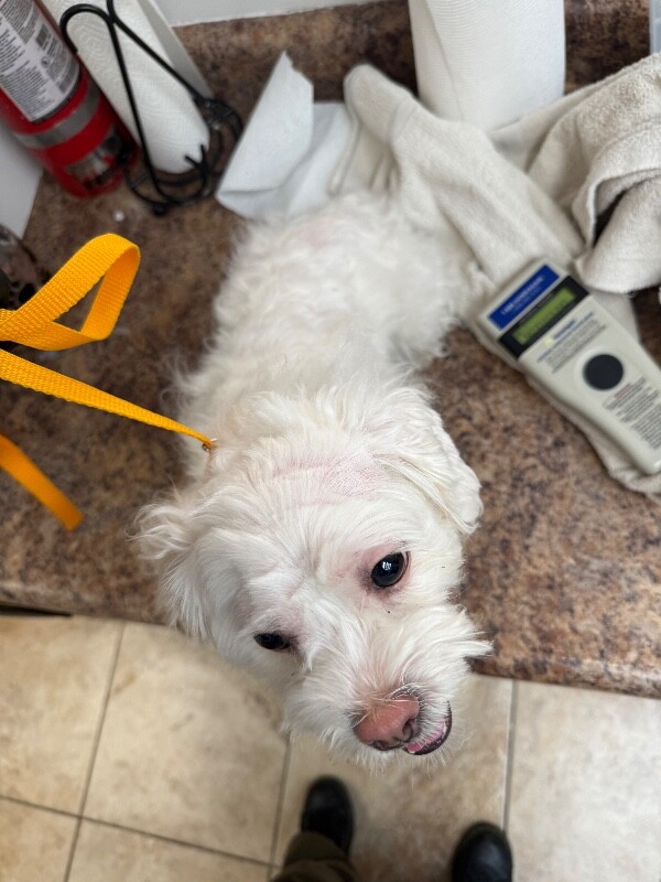 View Pepp the Dog Photo #2