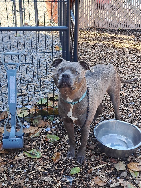 View Obrien the Dog Photo #2