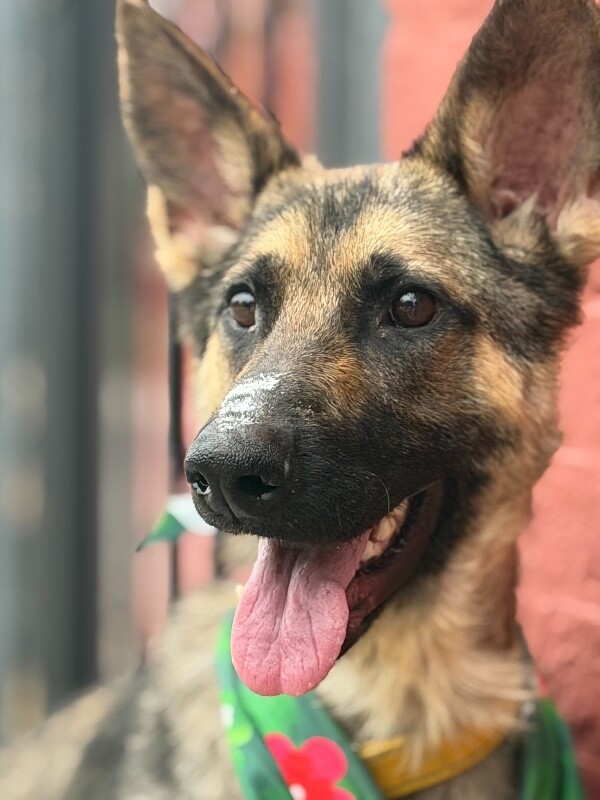 Dingo - Dog