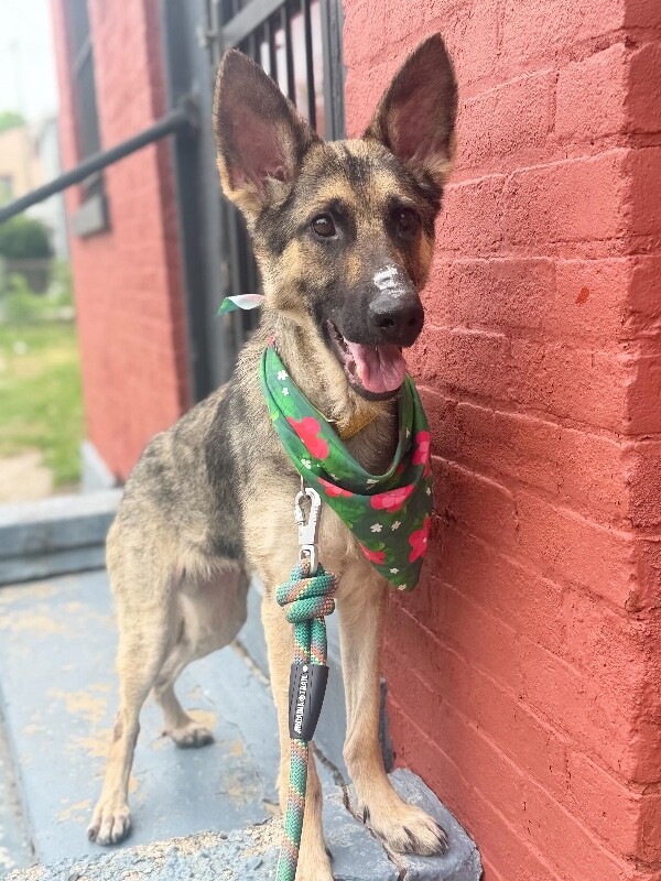 View Dingo the Dog Photo #4