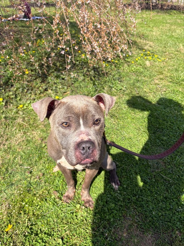 View Marlow the Dog Photo #14