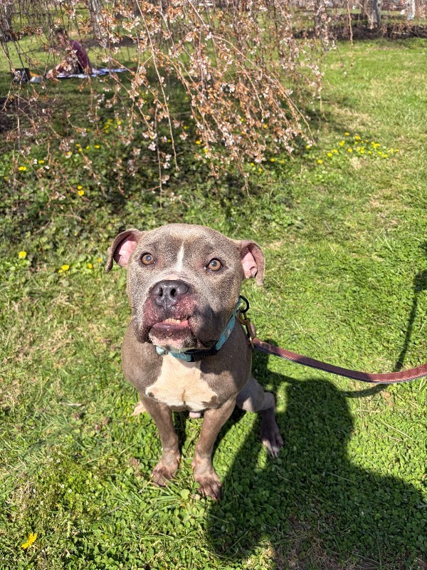 View Marlow the Dog Photo #16