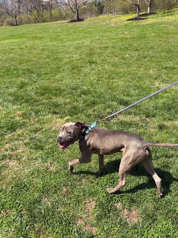 View Marlow the Dog Photo #15